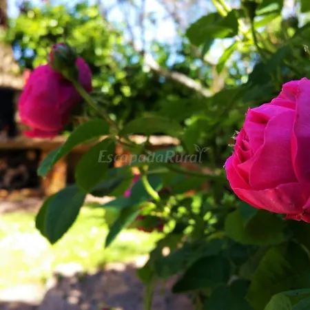 La Fragua Holiday home